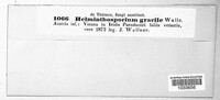 Cladosporium iridis image